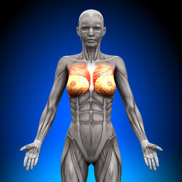 female anatomy pectoralis