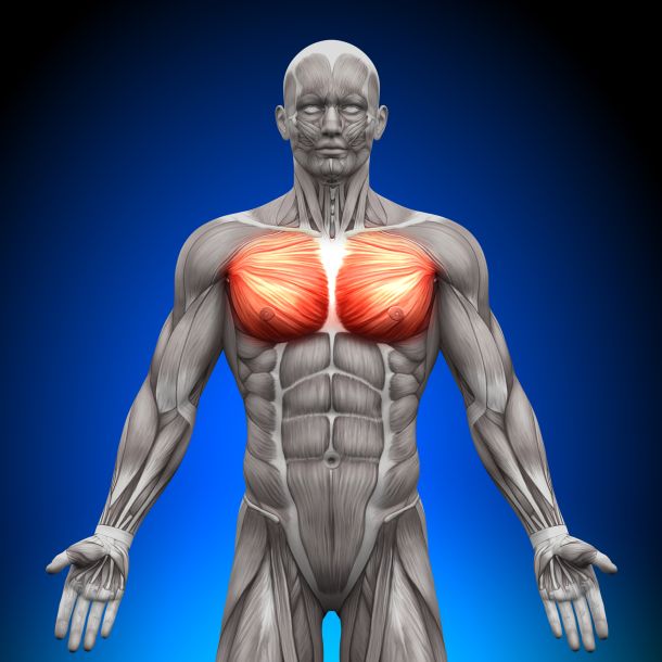 male anatomy pectoralis