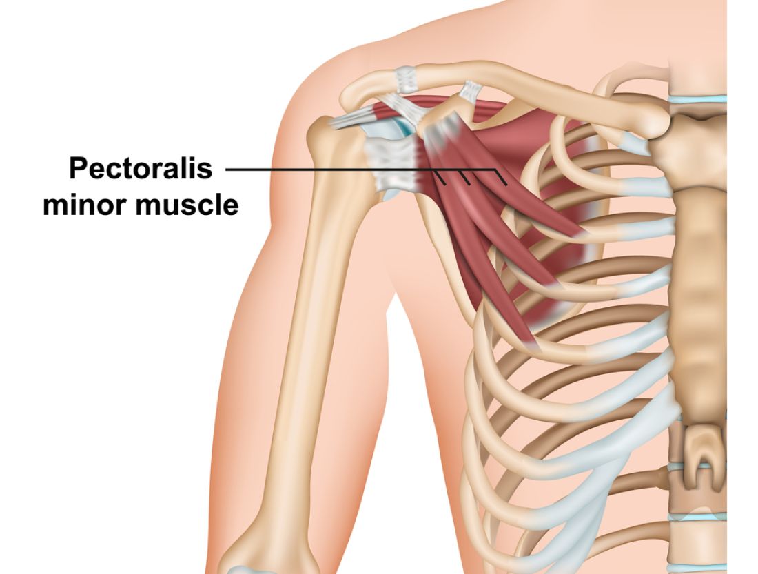 pectoralis minor