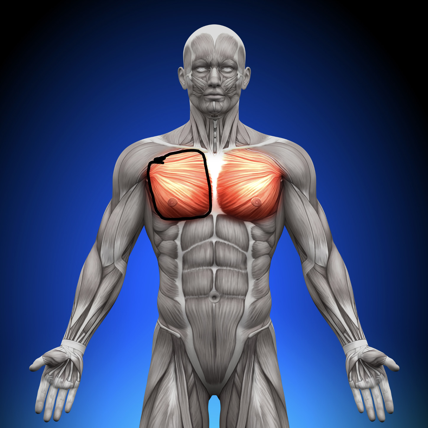 male-anatomy-pectoralis-area-to-work