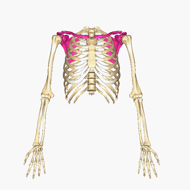 pectoral shoulder girdle