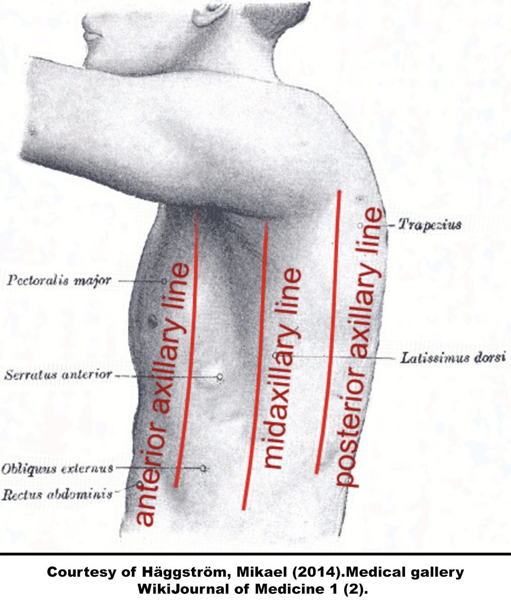 anterior axillary line