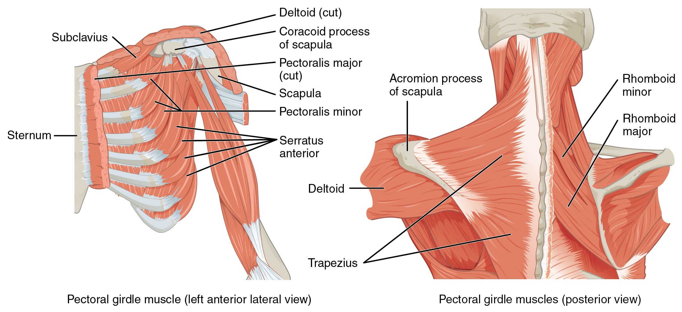 pectoral girdle muscles
