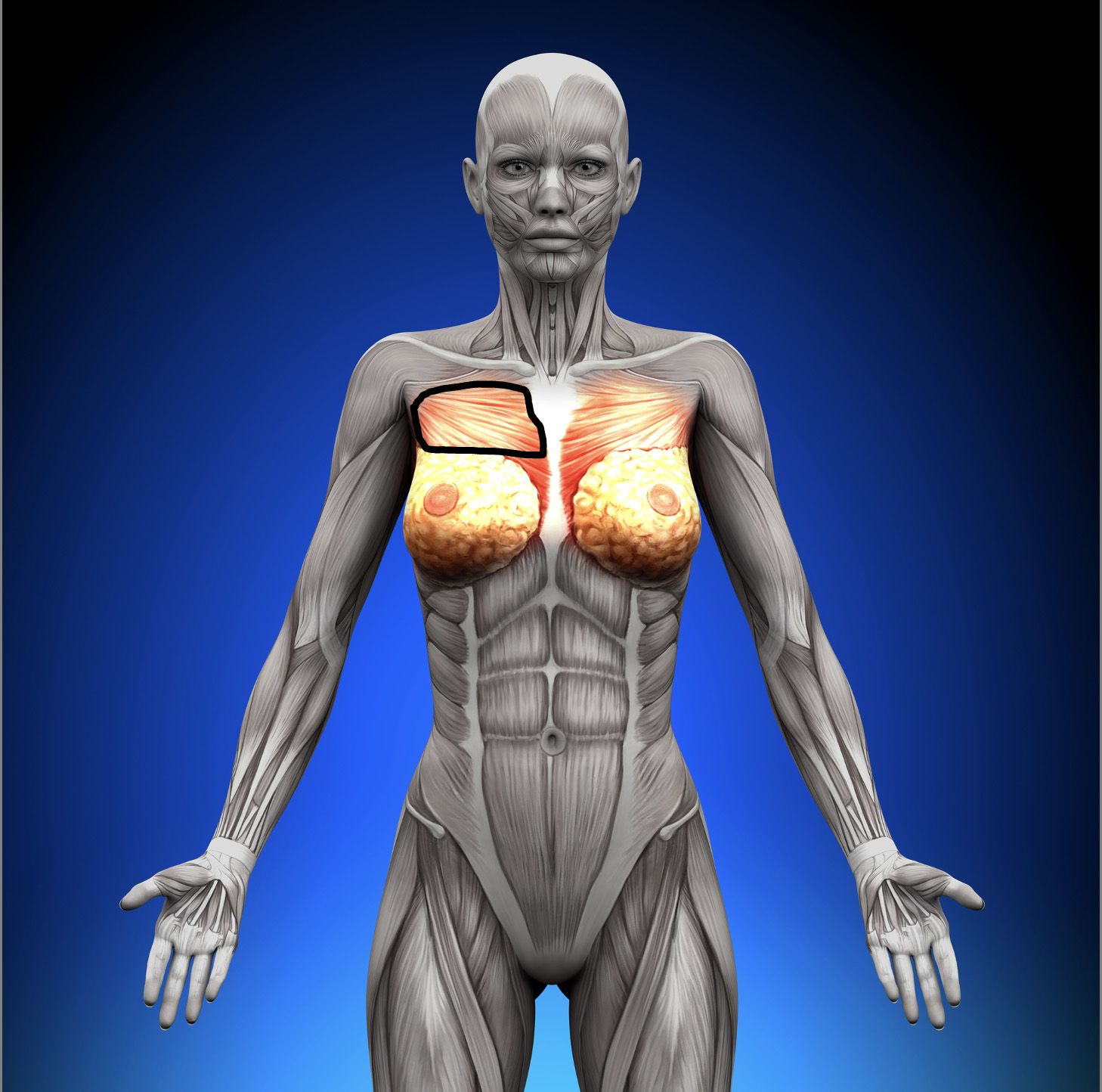 female-anatomy-pectoralis-area-to-work